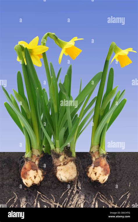 Wie Man Daffodil Bulbs Root Drinnen Macht